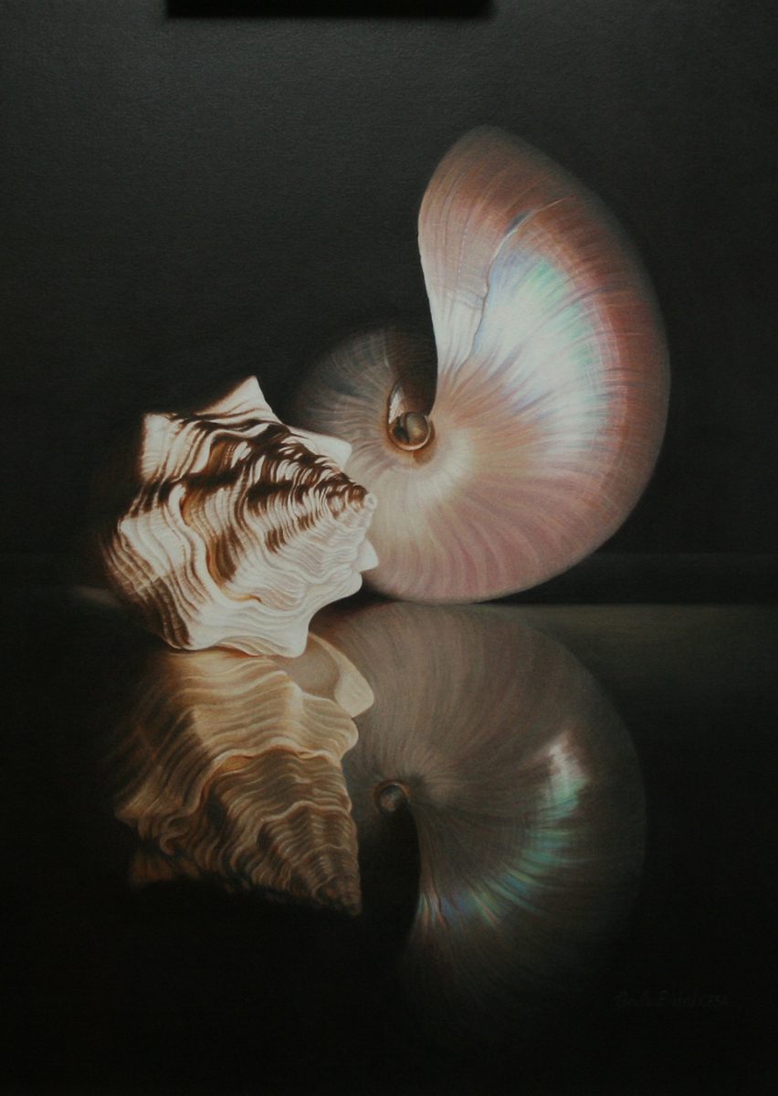Drawing "Pearl Nautilus" (Original art by Cecile Baird)